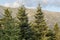 The large spruces in the mountains region Tzoumerka, Greece