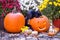 A large squirrel dines on pumpkin seeds