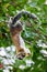 A large squirrel from Sri Lanka hung on a tree and feeding. Grizzled giant squirrel Ratufa macroura in Wilpattu national park,