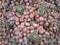 Large stacks of Shallot(Allium ascalonicum Linn), in supermarkets