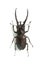 Large stag beetle