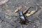 Large stag beetle from back on earth, nature reserve Palava, Czech republic