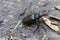 Large stag beetle from side on earth, nature reserve Palava, Czech republic