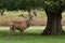 Large stag during the rutting season in Bushy Park