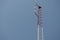 Large Steel Mast Poles For Telecommunication 3G 4G 5g Sky Background Selectable Focus Internet Signal