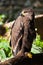 Large steppe eagle sits beautifully consecrated by the sun, a powerful predatory napkin close-up, a strict aquiline look