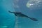 Large StingRay in Aquarium