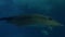Large Stingray Swimming Close Up