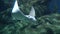 Large Stingray swimming slowly over the bottom. Exciting seascape undersea