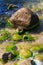 Large stone covered with green algae on the sea coast