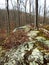 Large Stone Outcrop decorated with various lichens and mosses