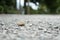 A large stone placed on a small rock in nature