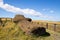 A large stone statue, a moai, toppled along the coasts of Easter Island. Easter Island, Chile