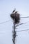 Large stork nest on an electric concrete pole