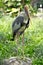 Large stork resting inside a Thailand zoo