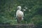 Large stork standing on one leg in a nest