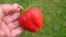 A large strawberries in a female hand on a blurred background of  grass