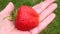 Large strawberries on a female palm on a blurred background of  grass