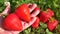 The large strawberries on a female palm on a blurred background of a group of other strawberries and grass