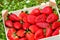 Large strawberries in wooden box