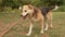 a large stray dog lies on the ground.