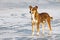 Large stray dog stands on the ice of a frozen lake in winter