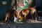 Large stray dogs sniff a bouquet of flowers