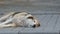 A large stray street dog sleeps on the street and twitches its muzzle, nose and paws in dream close up view
