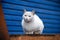 A large, street white cat with yellow eyes, sitting against a blue fence.