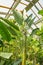 Large Strelitzia nicolai, inside a tropical greenhouse villa