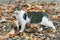 A large striped cat walks on the fallen autumn leaves.