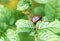 A large striped Colorado potato beetle sits on a potato leaf.