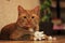 A large striped redhead cat that lies on the floor.