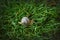 Large striped snail on green grass macro shot