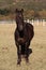 Large Strong Brown Colt Horse