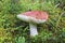 Large strong russula with a red hat. Cute mushroom grew among lingonberry bushes