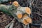 Large stump with cross sections and sawdust on tree  branches background. Sawed wood and cut tree branches stack. Cutting trees.