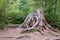 A large stump with roots in the forest thicket. Summer landscape