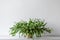 Large succulent house plant on white shelf against white wall. Indoor potted plant background with copy space.