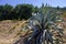 Large succulent plant Aloe Vera and Aegean landscape