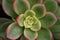 Large succulent plant: detail