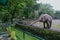 Large sumatran elephant in the zoo