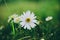 Large summer chamomile blooming in green summer glade