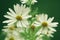 Large summer chamomile blooming in green summer glade