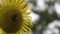 Large sunflower close up with large bumble bee pollinating. Beautiful macro view of a sunflower in full bloom with a bee