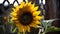 a large sunflower is in a fenced in area next to a metal fence with a gate in the background and a fenced in the foreground