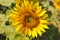 Large Sunflower Field Near Lawrence Kansas