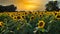 Large Sunflower Field Near Lawrence Kansas