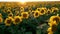 A large sunflower field on a sunset background.