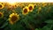 A large sunflower field on a sunset background.